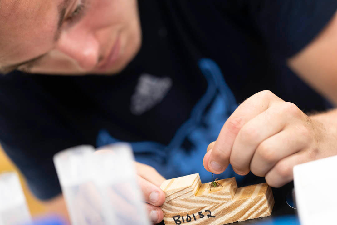 A close shot of a student studying a bee